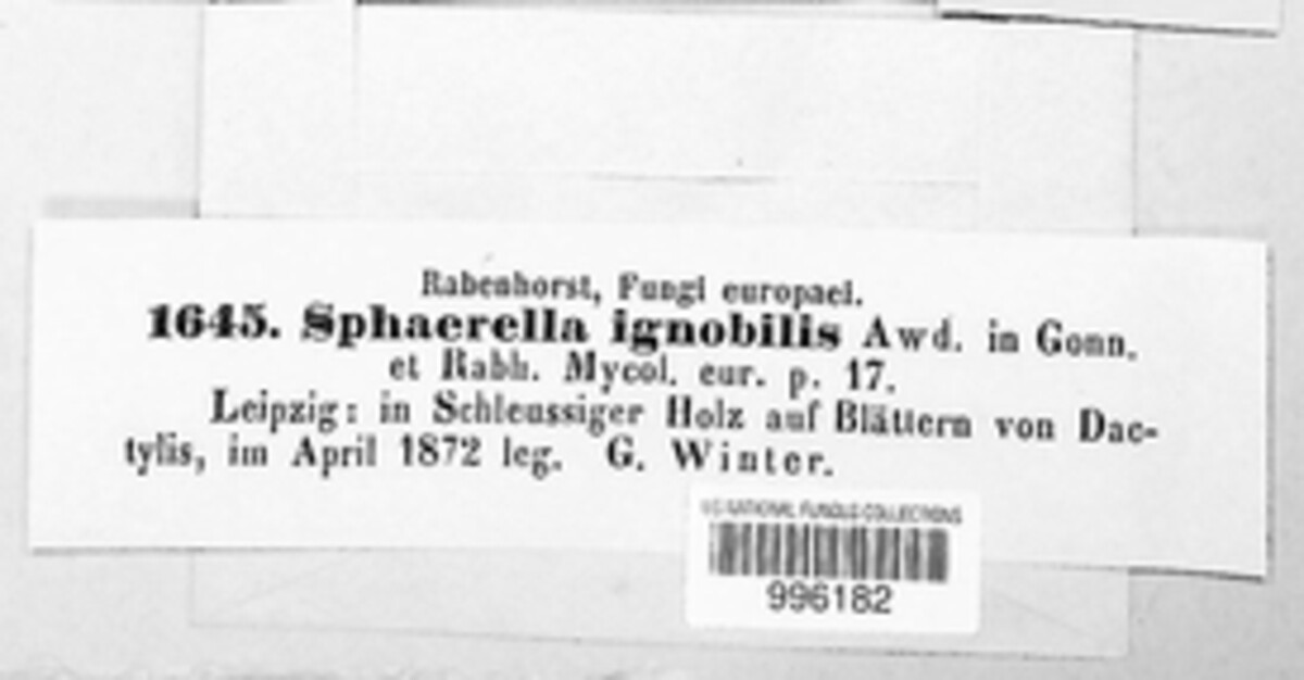 Sphaerella ignobilis image